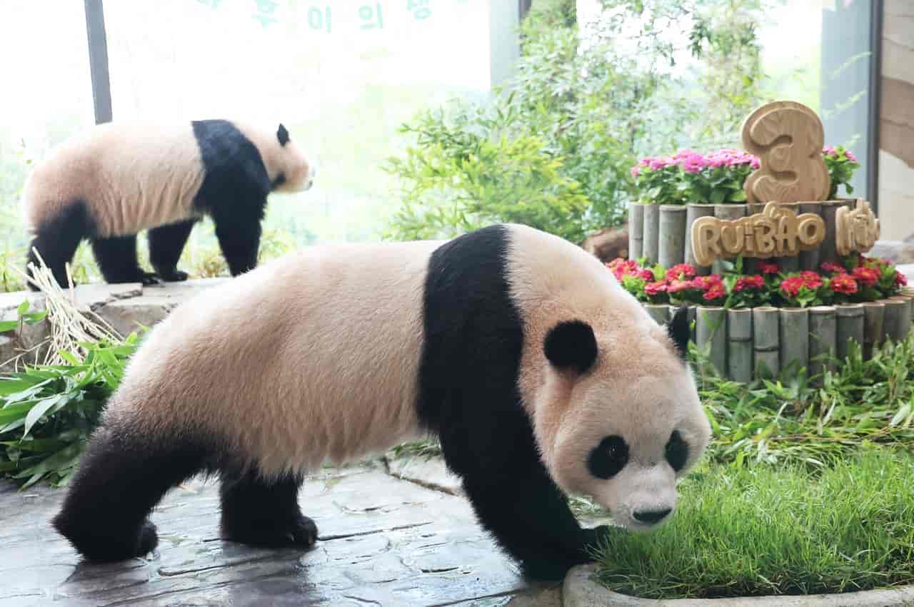墨香情手游权限设置完整教程,彻底解决正版运行拦截问题